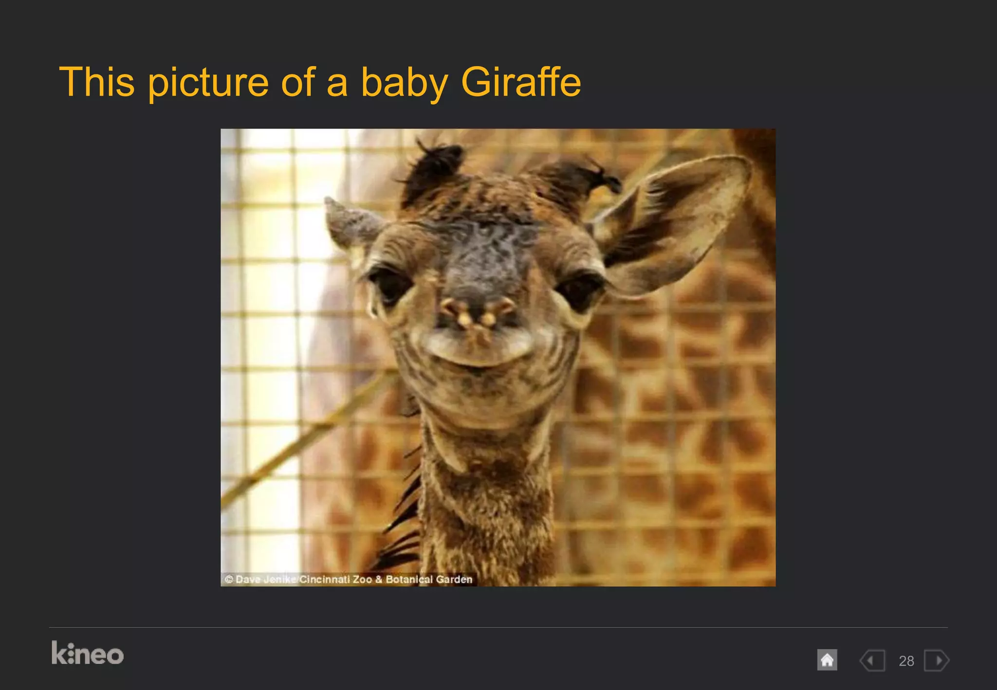 28
This picture of a baby Giraffe
 