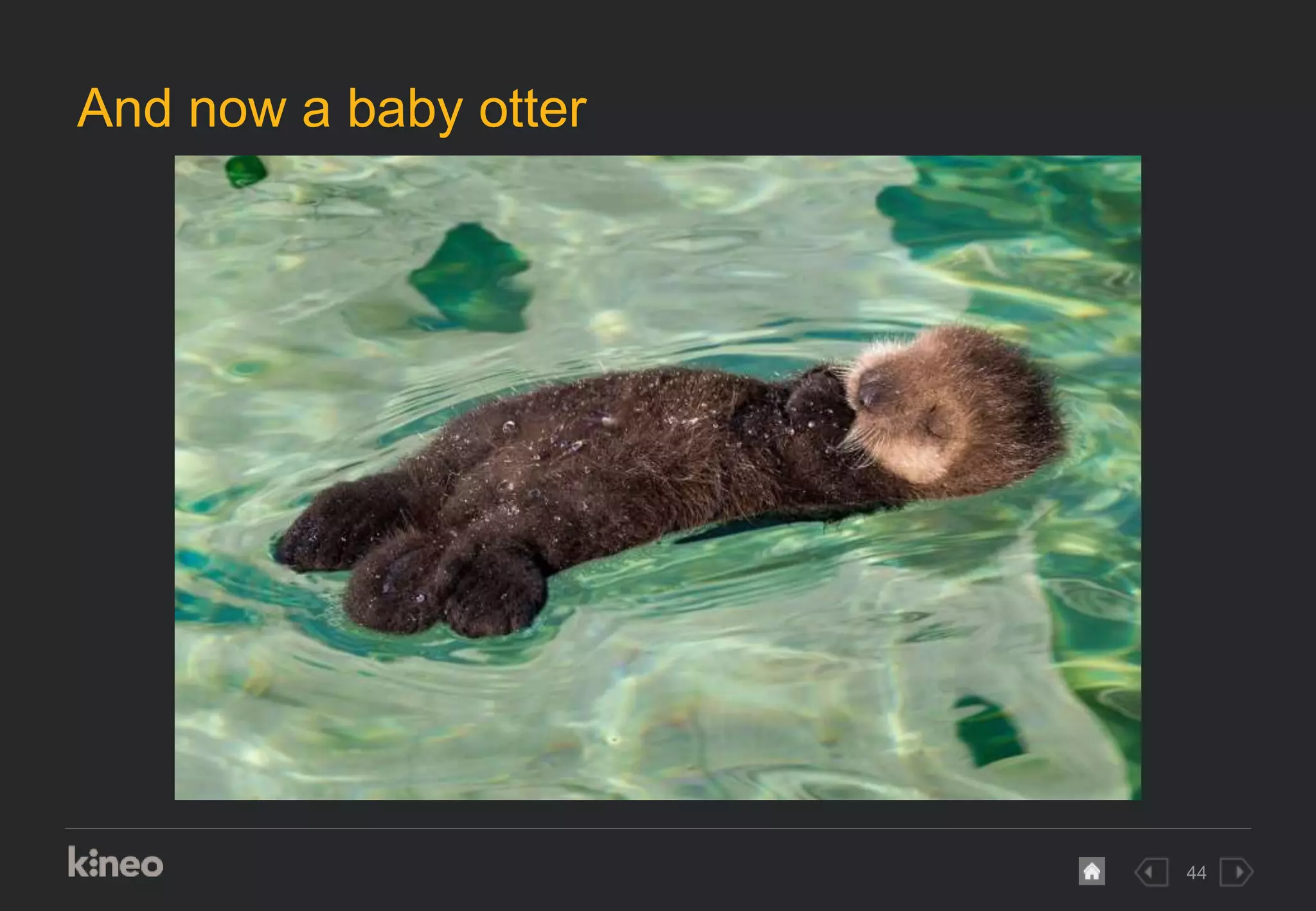 44
And now a baby otter
 