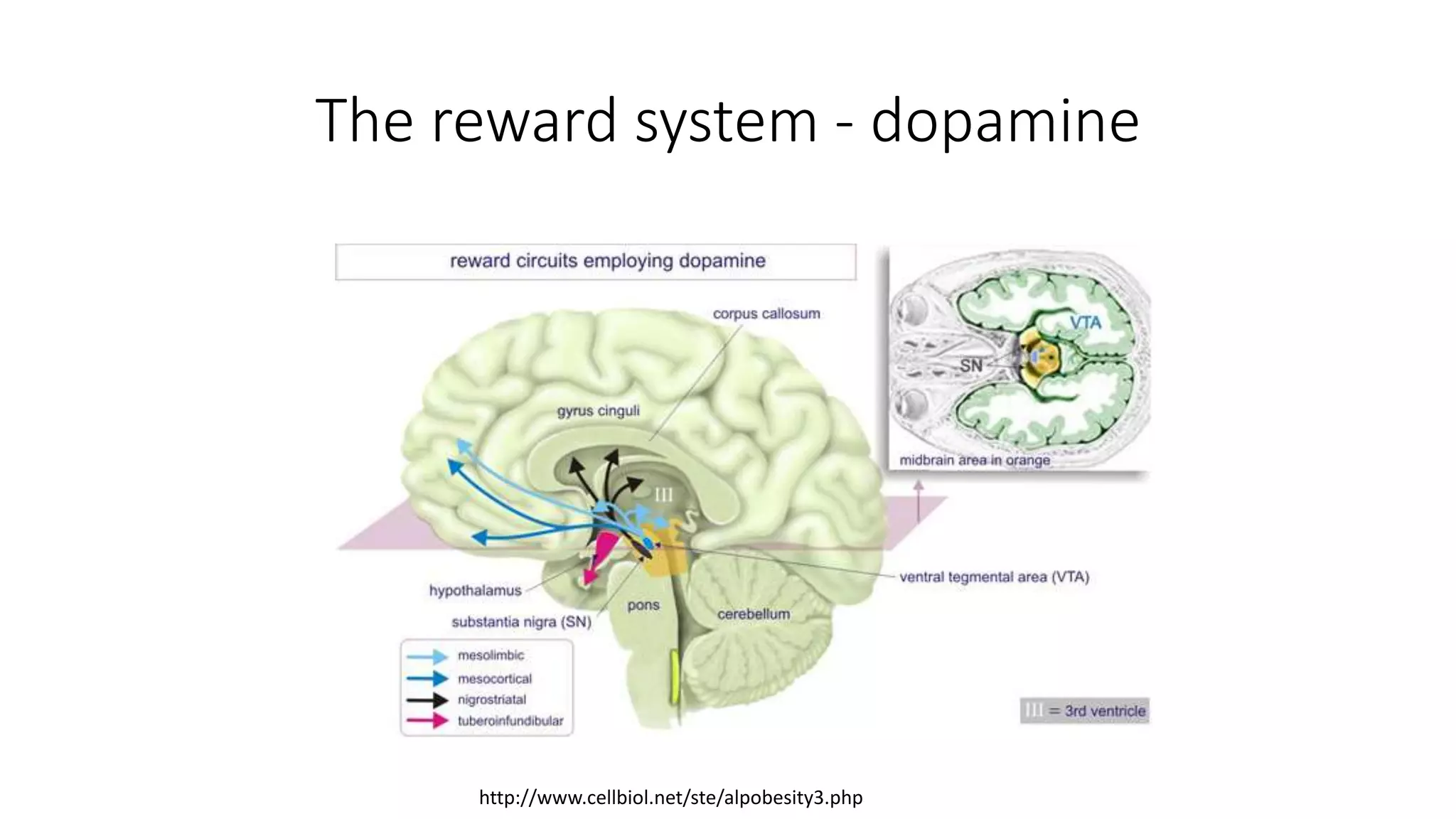 The reward system - dopamine
http://www.cellbiol.net/ste/alpobesity3.php
 