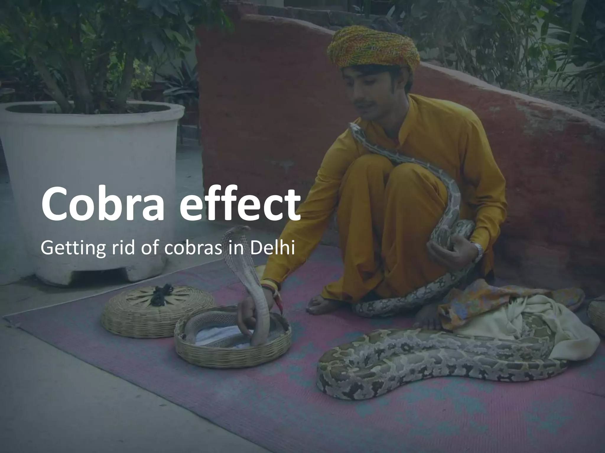 Cobra effect
Getting rid of cobras in Delhi
 