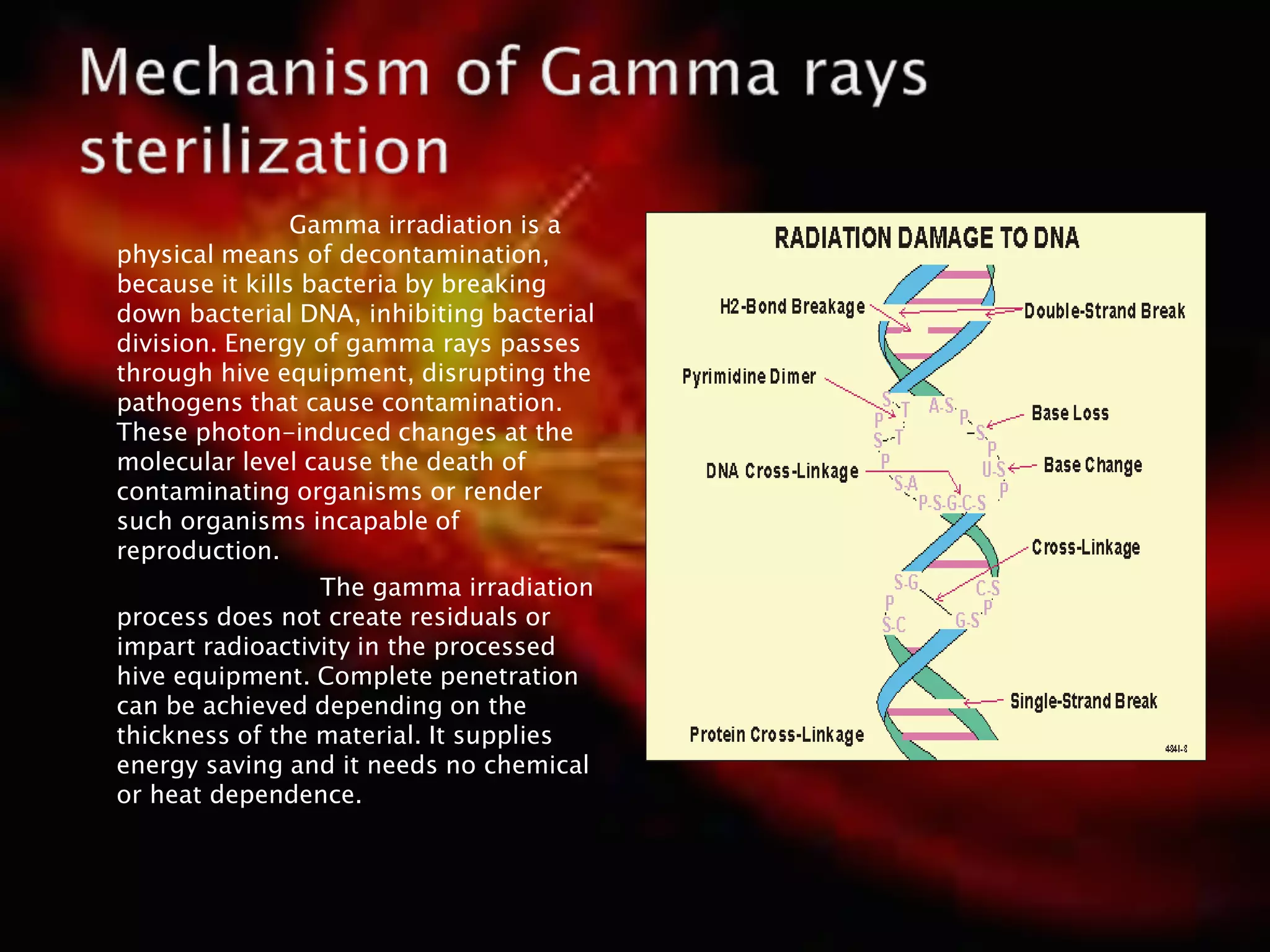 Gamma irradiation is a
physical means of decontamination,
because it kills bacteria by breaking
down bacterial DNA, inhibiting bacterial
division. Energy of gamma rays passes
through hive equipment, disrupting the
pathogens that cause contamination.
These photon-induced changes at the
molecular level cause the death of
contaminating organisms or render
such organisms incapable of
reproduction.
The gamma irradiation
process does not create residuals or
impart radioactivity in the processed
hive equipment. Complete penetration
can be achieved depending on the
thickness of the material. It supplies
energy saving and it needs no chemical
or heat dependence.
 