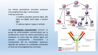 Las células plasmáticas normales producen
inmunoglobulinas (Ig), o anticuerpos.
Cada Ig consta de:
-2 cadenas pesadas: gamma (IgG), alfa
(IgA), mu (IgM), delta (IgD), o épsilon
(IgE)
-2 cadenas ligeras: kappa o lambda
Las gammapatías monoclonales incluyen un
grupo de enfermedades caracterizadas por la
proliferación clonal de células plasmáticas que
producen un único tipo de cadena ligera y/o
pesada (componente monoclonal o
componente M) en cantidades excesivas,
dejando de producir en cantidades suficientes
el resto de inmunoglobulinas normales.
 