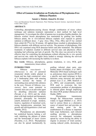 Egyptian J. Virol, Vol. 11 (2): 35-45, 2014   
 
Effect of Gamma Irradiation on Production of Phytoplasma-Free
Hibiscus Plantlets
Samah A. Mokbel, Ahmed K. El-Attar
Virus and Phytoplasma Research Department, Plant Pathology Research Institute, Agricultural Research
Center (ARC), Egypt.
ABSTRACT:
Controlling phytoplasma-causing disease through combination of tissue culture
technique and radiation treatment represented a short method for high level
management. To investigate the effect of gamma rays to produce healthy plantlets, the
hibiscus witches' broom phytoplasma was transmitted by grafting into healthy
hibiscus plants, the in vitro-infected hibiscus explants were exposed to gamma
radiation at different doses - 5 gray (Gy), 10Gy, 15Gy, 20Gy and 25 Gy- emitted
from cobalt 60 (60
Co) for 30 minute. All applied doses resulted in phytoplasma-free
hibiscus plantlets with different survival activity. The presence of phytoplasma 16Sr
DNA was examined using PCR detection before and after treatments. The different
treatments of radiation resulted in different survival rates and phytotoxic effects
including leaf yellowing and lack of growth. The 5Gy dose was proved to be best
effective dose for controlling the phytoplasma without affecting the in vitro growth
and survival rate, while the higher doses leaded to strongly reducing the survived
hibiscus explants with increasing the inability to re-shoot.
Key words: Hibiscus, phytoplasma, gamma irradiation, in vitro, PCR, graft
transmission, tissue culture.
INTRODUCTION
Hibiscus rosa-sinensis L.
(Malvaceae) is one of perennial
ornamental shrubs widely planted in
Egypt and has high commercial value
as a landscaping plant with amazing
flowers increase the beauty of
surrounding areas and provide calmness
to the eyes. Flowers of hibiscus rosa-
sinensis, have some potential in
cosmetic skin care as an anti-solar agent
by absorbing ultraviolet radiation
(Nevade et al., 2011) and the whole
plant with high medical and therapeutic
potential, principally for bronchial
catarrh, demulcent in cough, anodyne,
laxative, regulation of menstrual cycle,
curing hypoglycemia, potentiate hair
growth and anti-hypertensive (Anil and
Ashatha, 2012).
Phytoplasmas are pleomorphic
but nonhelical bacteria lacking a cell
wall; inhabiting the phloem of plants
and the hemolymph of insect vectors
(Nicoletta, et al., 2012). Phytoplasmas
can also be spread mechanically by
grafting infected plant parts onto
healthy plants (Al-Zadjali, et al. 2007).
Molecular DNA-based techniques such
as, polymerase chain reaction (PCR) is
a specific and rapid technique in their
detection using universal and specific
primers (Lee et al., 2000, Heinrich et
al., 2001), and exceptionally, nested
PCR used to overcome the low
concentration problem of phytoplasma
in infected plants through amplifying
the direct PCR product (Bertaccini and
Duduk, 2009)
Phytoplasma transmission
through the hibiscus-trees scattered
widely in Egypt (Mokbel et al., 2013)
lead to serious threat as a alternative
source of natural host and provides an
ideal starting point for the
establishment of a disease in important
field crops furthermore, each infected
seedling provides a phytoplasma
reservoir for subsequent secondary
spread by vectors having the ability to
migrate in presence of wind currents,
causing reduced yields, decreasing of
 