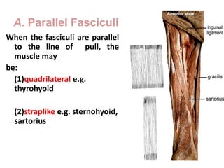 Strap Parallel Muscle anatomy of muscle for all general muscle | PPT