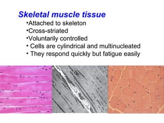 General anatomy of muscles | PPT