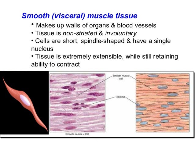 Smooth Muscle Definition Anatomy