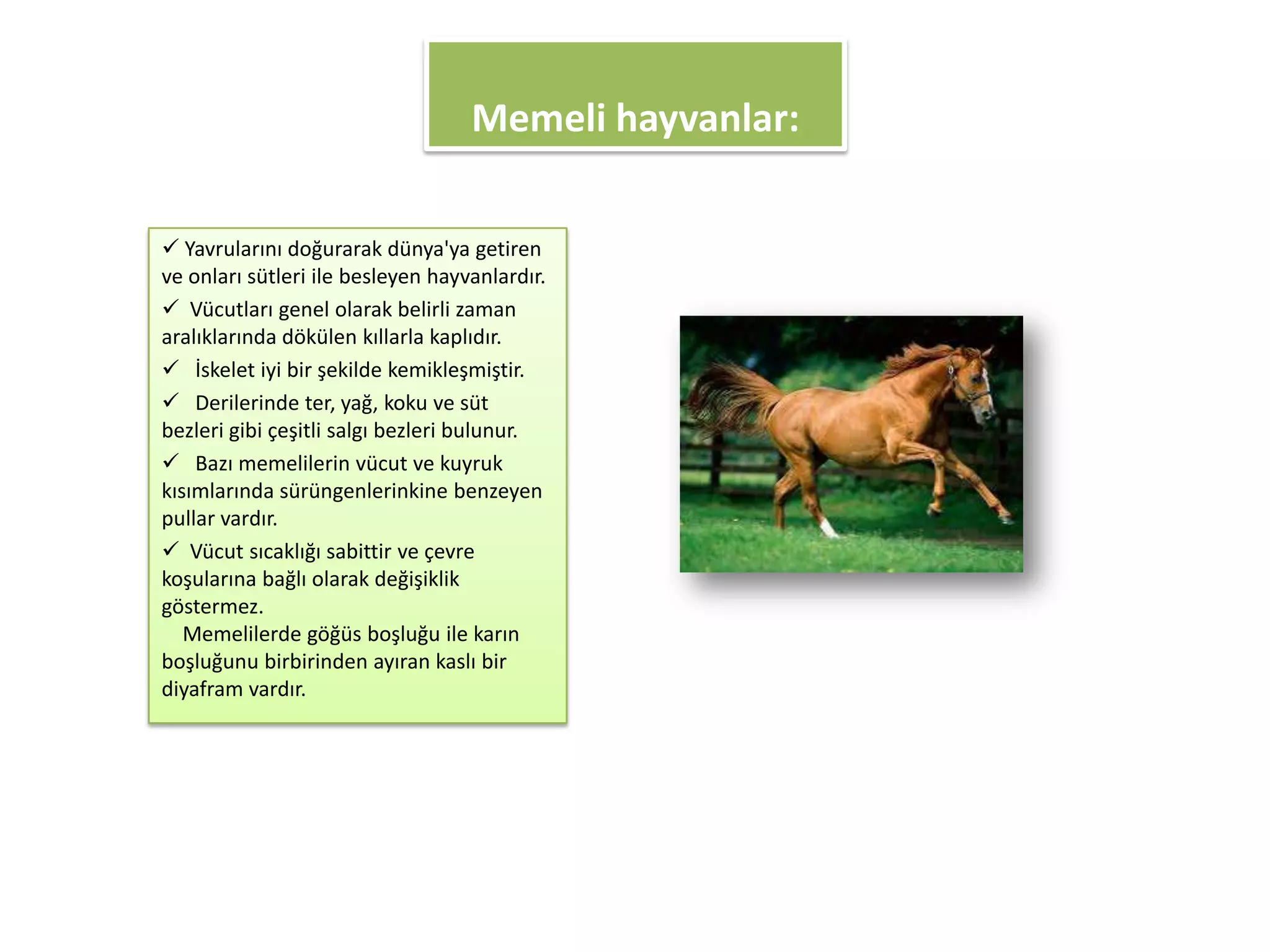 Memeli hayvanlar:

 Yavrularını doğurarak dünya'ya getiren
ve onları sütleri ile besleyen hayvanlardır.
 Vücutları genel olarak belirli zaman
aralıklarında dökülen kıllarla kaplıdır.
 İskelet iyi bir şekilde kemikleşmiştir.
 Derilerinde ter, yağ, koku ve süt
bezleri gibi çeşitli salgı bezleri bulunur.
 Bazı memelilerin vücut ve kuyruk
kısımlarında sürüngenlerinkine benzeyen
pullar vardır.
 Vücut sıcaklığı sabittir ve çevre
koşularına bağlı olarak değişiklik
göstermez.
   Memelilerde göğüs boşluğu ile karın
boşluğunu birbirinden ayıran kaslı bir
diyafram vardır.
 