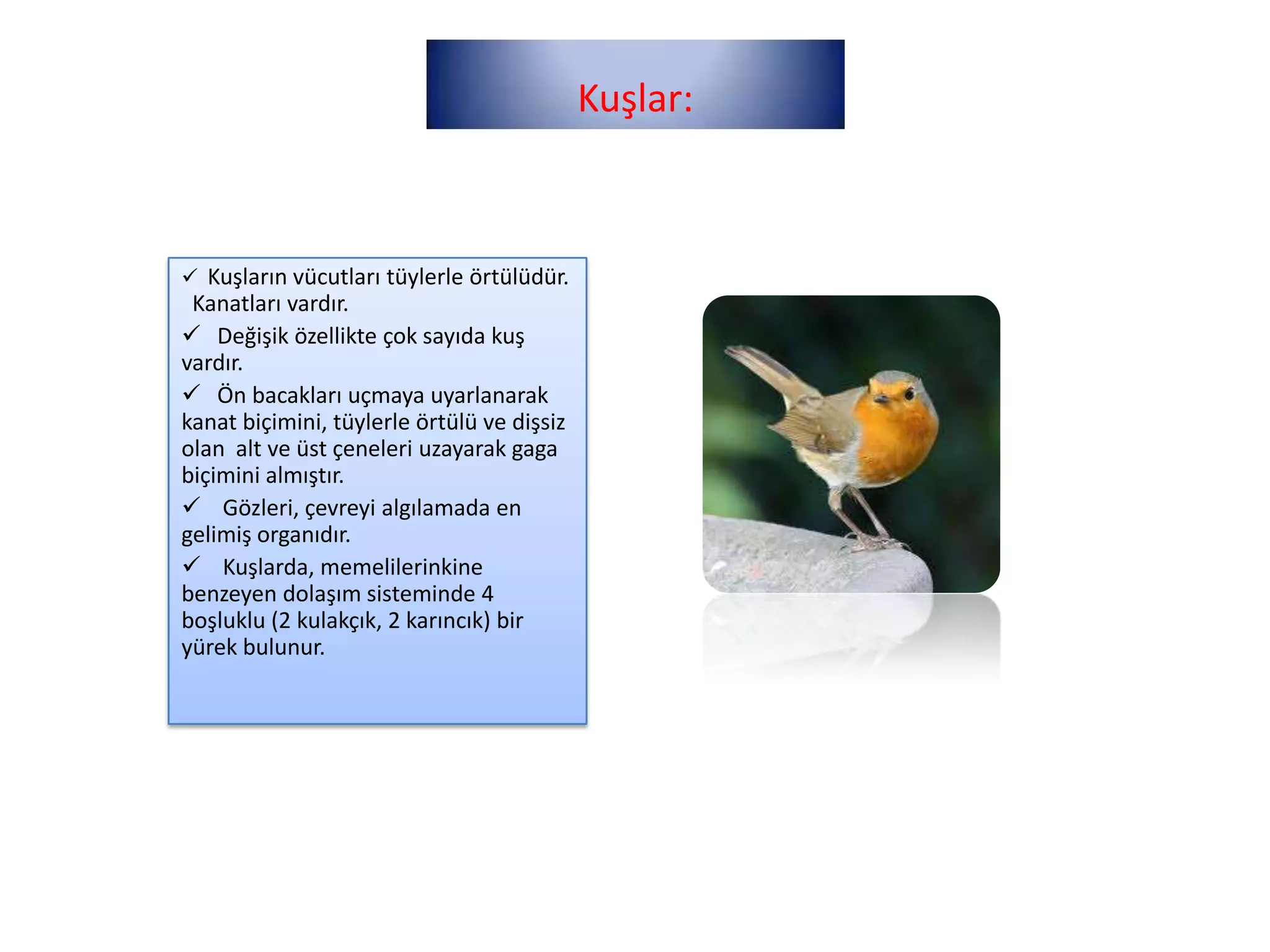 Kuşlar:



 Kuşların vücutları tüylerle örtülüdür.
 Kanatları vardır.
 Değişik özellikte çok sayıda kuş
vardır.
 Ön bacakları uçmaya uyarlanarak
kanat biçimini, tüylerle örtülü ve dişsiz
olan alt ve üst çeneleri uzayarak gaga
biçimini almıştır.
 Gözleri, çevreyi algılamada en
gelimiş organıdır.
 Kuşlarda, memelilerinkine
benzeyen dolaşım sisteminde 4
boşluklu (2 kulakçık, 2 karıncık) bir
yürek bulunur.
 
