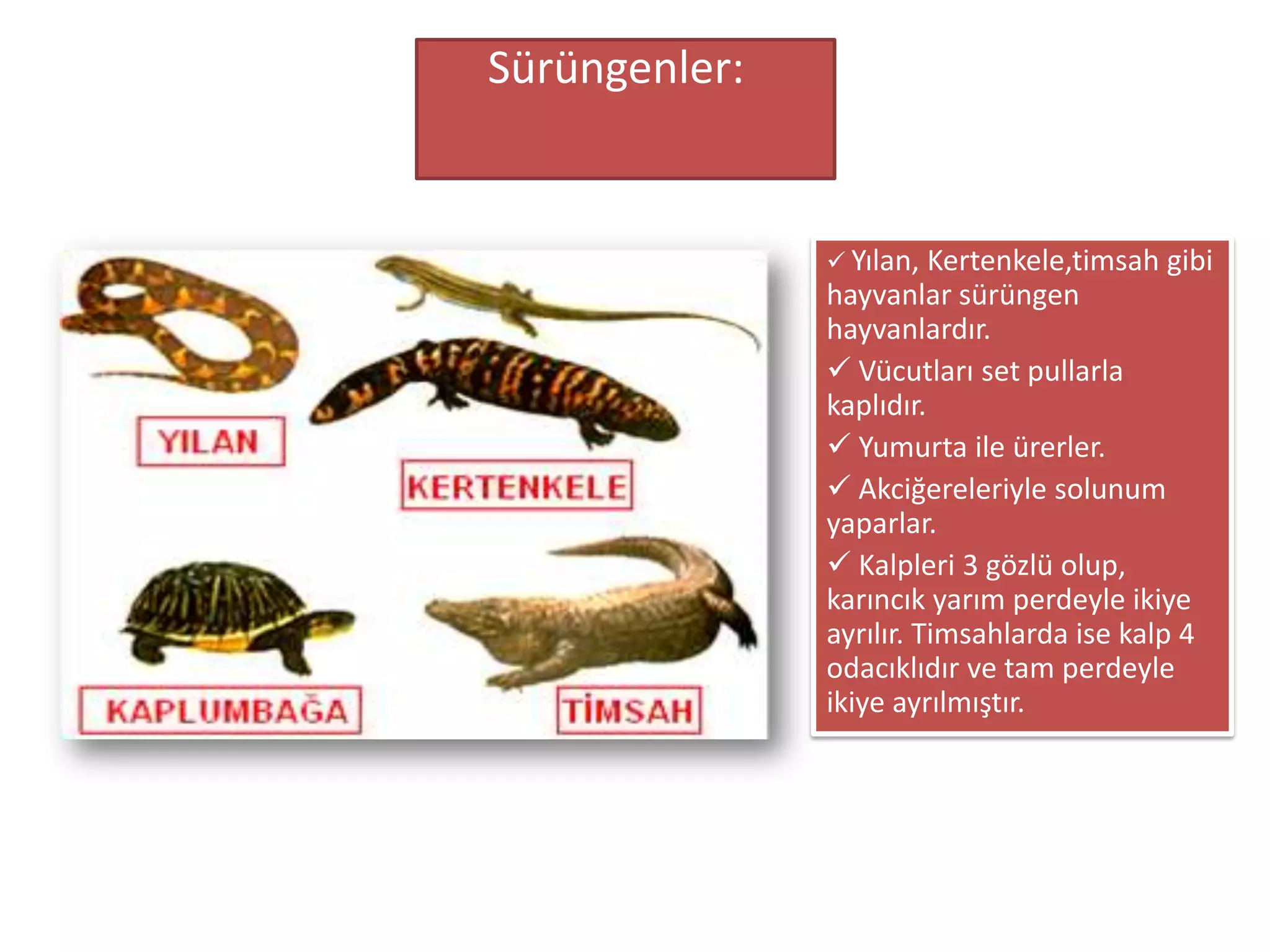Sürüngenler:


                Yılan,  Kertenkele,timsah gibi
               hayvanlar sürüngen
               hayvanlardır.
                Vücutları set pullarla
               kaplıdır.
                Yumurta ile ürerler.
                Akciğereleriyle solunum
               yaparlar.
                Kalpleri 3 gözlü olup,
               karıncık yarım perdeyle ikiye
               ayrılır. Timsahlarda ise kalp 4
               odacıklıdır ve tam perdeyle
               ikiye ayrılmıştır.
 