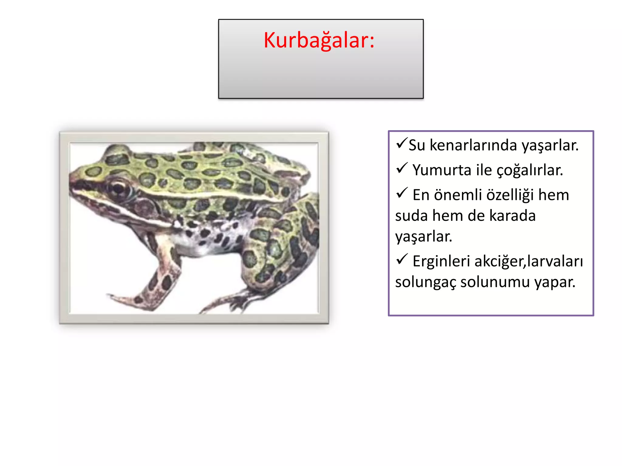 Kurbağalar:



              Su kenarlarında yaşarlar.
               Yumurta ile çoğalırlar.
               En önemli özelliği hem
              suda hem de karada
              yaşarlar.
               Erginleri akciğer,larvaları
              solungaç solunumu yapar.
 