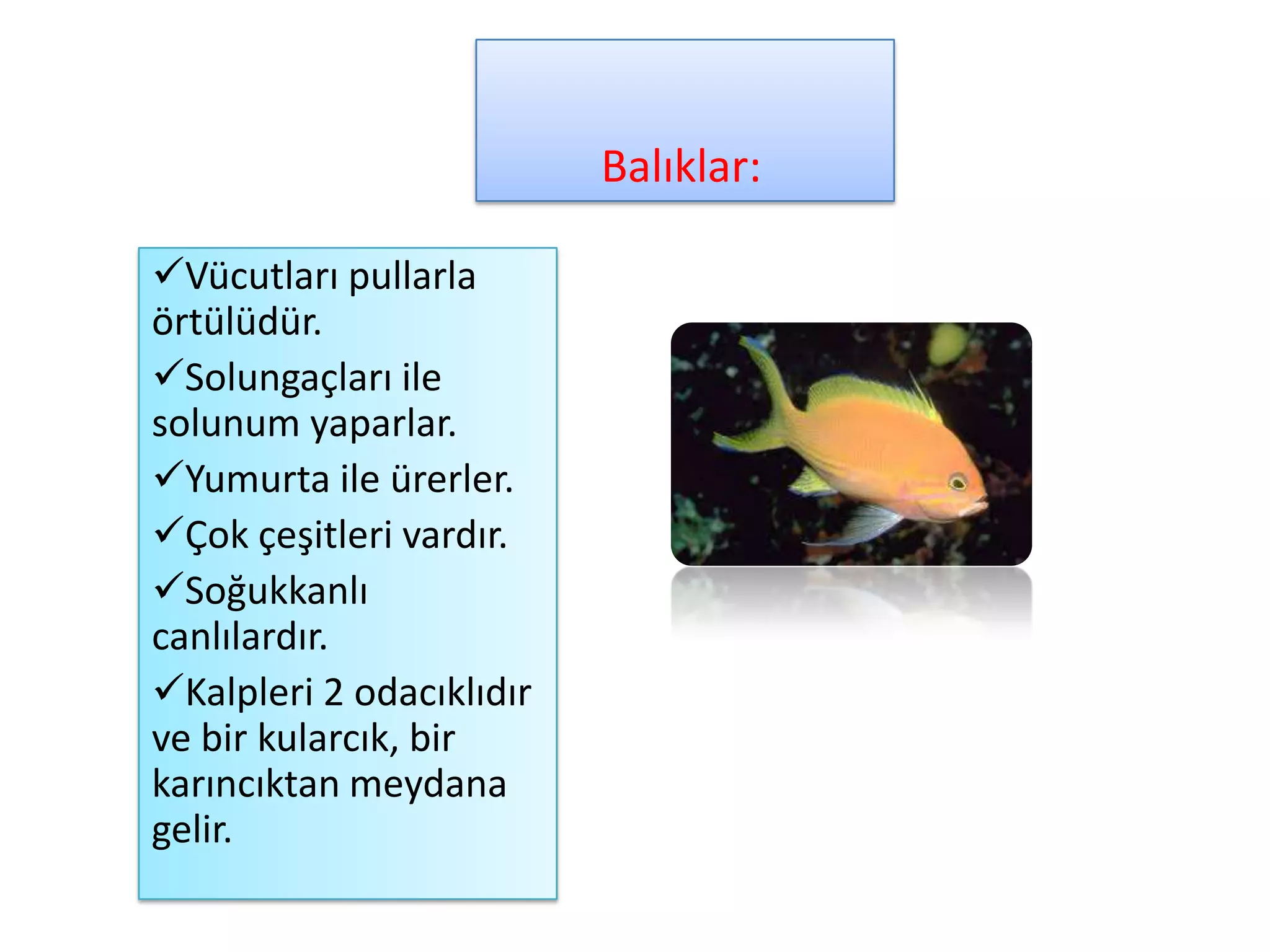 Balıklar:

Vücutları pullarla
örtülüdür.
Solungaçları ile
solunum yaparlar.
Yumurta ile ürerler.
Çok çeşitleri vardır.
Soğukkanlı
canlılardır.
Kalpleri 2 odacıklıdır
ve bir kularcık, bir
karıncıktan meydana
gelir.
 
