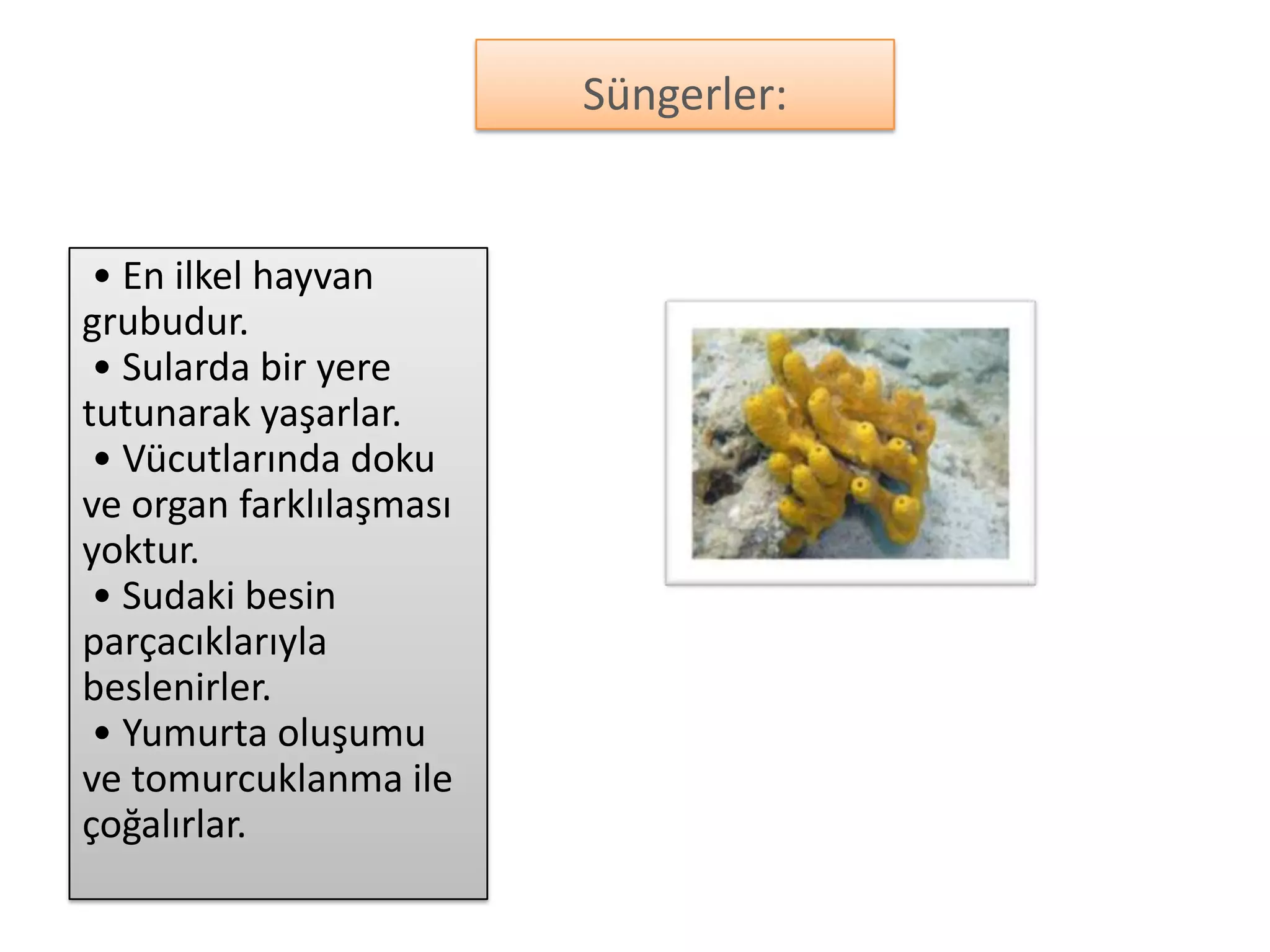 Süngerler:


 • En ilkel hayvan
grubudur.
 • Sularda bir yere
tutunarak yaşarlar.
 • Vücutlarında doku
ve organ farklılaşması
yoktur.
 • Sudaki besin
parçacıklarıyla
beslenirler.
 • Yumurta oluşumu
ve tomurcuklanma ile
çoğalırlar.
 