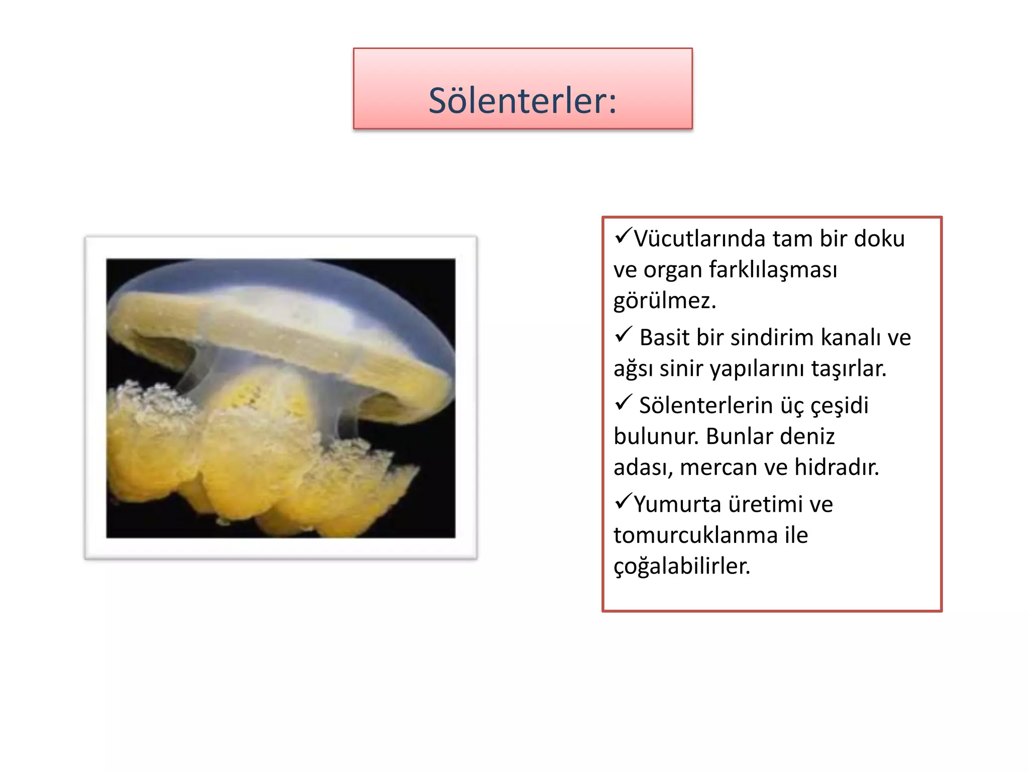 Sölenterler:


           Vücutlarında tam bir doku
           ve organ farklılaşması
           görülmez.
            Basit bir sindirim kanalı ve
           ağsı sinir yapılarını taşırlar.
            Sölenterlerin üç çeşidi
           bulunur. Bunlar deniz
           adası, mercan ve hidradır.
           Yumurta üretimi ve
           tomurcuklanma ile
           çoğalabilirler.
 
