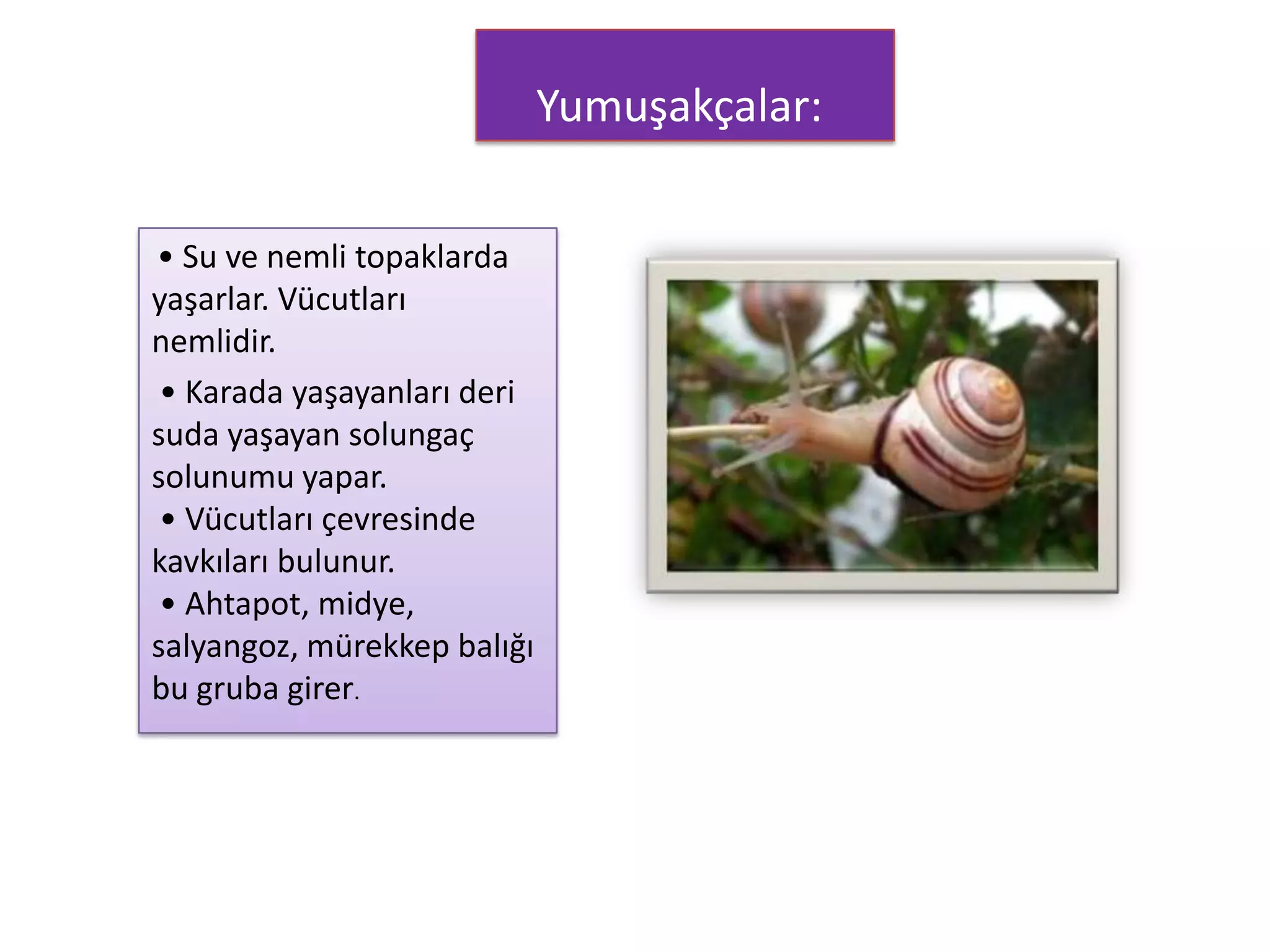 Yumuşakçalar:

• Su ve nemli topaklarda
yaşarlar. Vücutları
nemlidir.
 • Karada yaşayanları deri
suda yaşayan solungaç
solunumu yapar.
 • Vücutları çevresinde
kavkıları bulunur.
 • Ahtapot, midye,
salyangoz, mürekkep balığı
bu gruba girer.
 