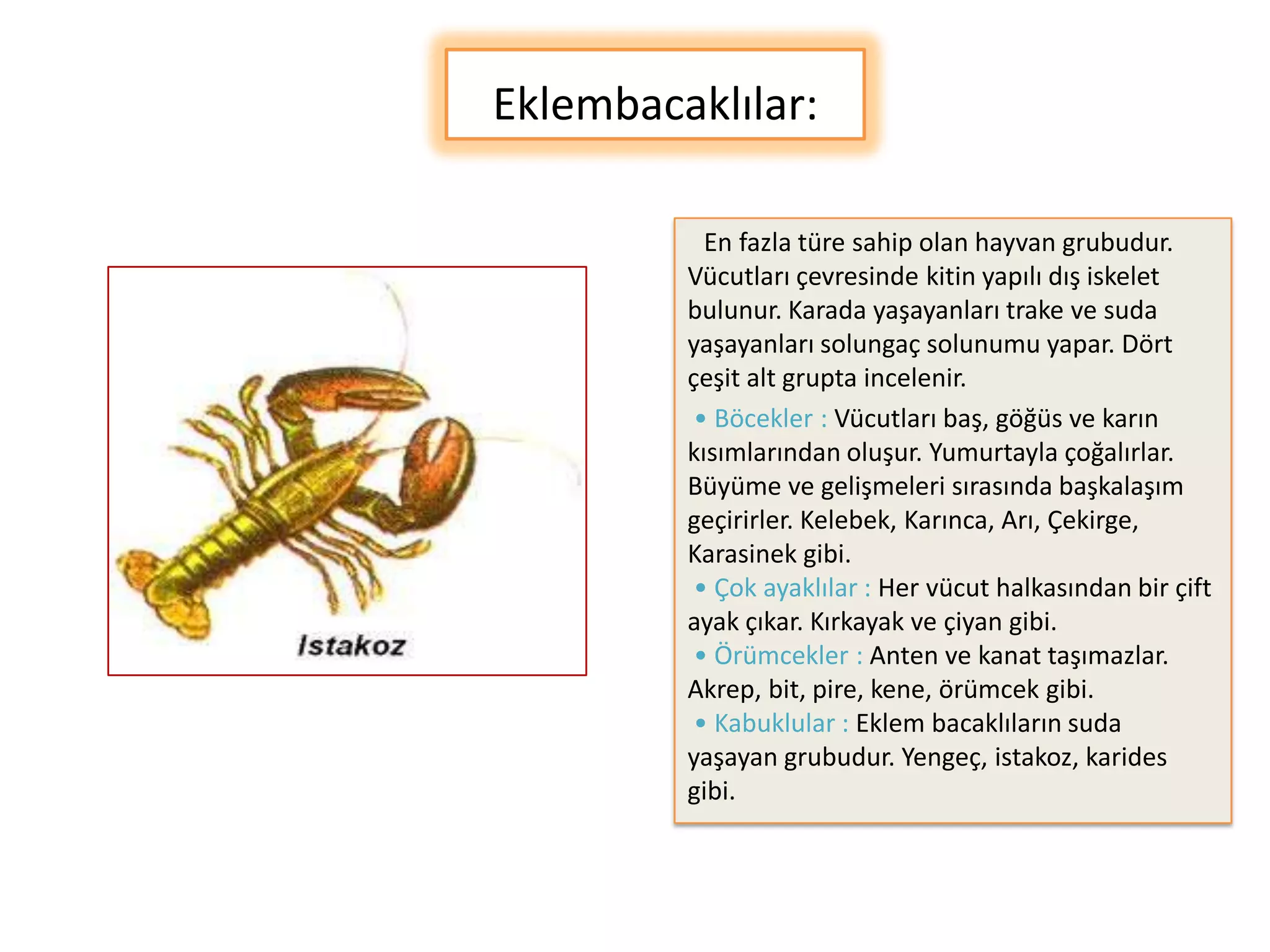 Eklembacaklılar:

           En fazla türe sahip olan hayvan grubudur.
         Vücutları çevresinde kitin yapılı dış iskelet
         bulunur. Karada yaşayanları trake ve suda
         yaşayanları solungaç solunumu yapar. Dört
         çeşit alt grupta incelenir.
          • Böcekler : Vücutları baş, göğüs ve karın
         kısımlarından oluşur. Yumurtayla çoğalırlar.
         Büyüme ve gelişmeleri sırasında başkalaşım
         geçirirler. Kelebek, Karınca, Arı, Çekirge,
         Karasinek gibi.
          • Çok ayaklılar : Her vücut halkasından bir çift
         ayak çıkar. Kırkayak ve çiyan gibi.
          • Örümcekler : Anten ve kanat taşımazlar.
         Akrep, bit, pire, kene, örümcek gibi.
          • Kabuklular : Eklem bacaklıların suda
         yaşayan grubudur. Yengeç, istakoz, karides
         gibi.
 