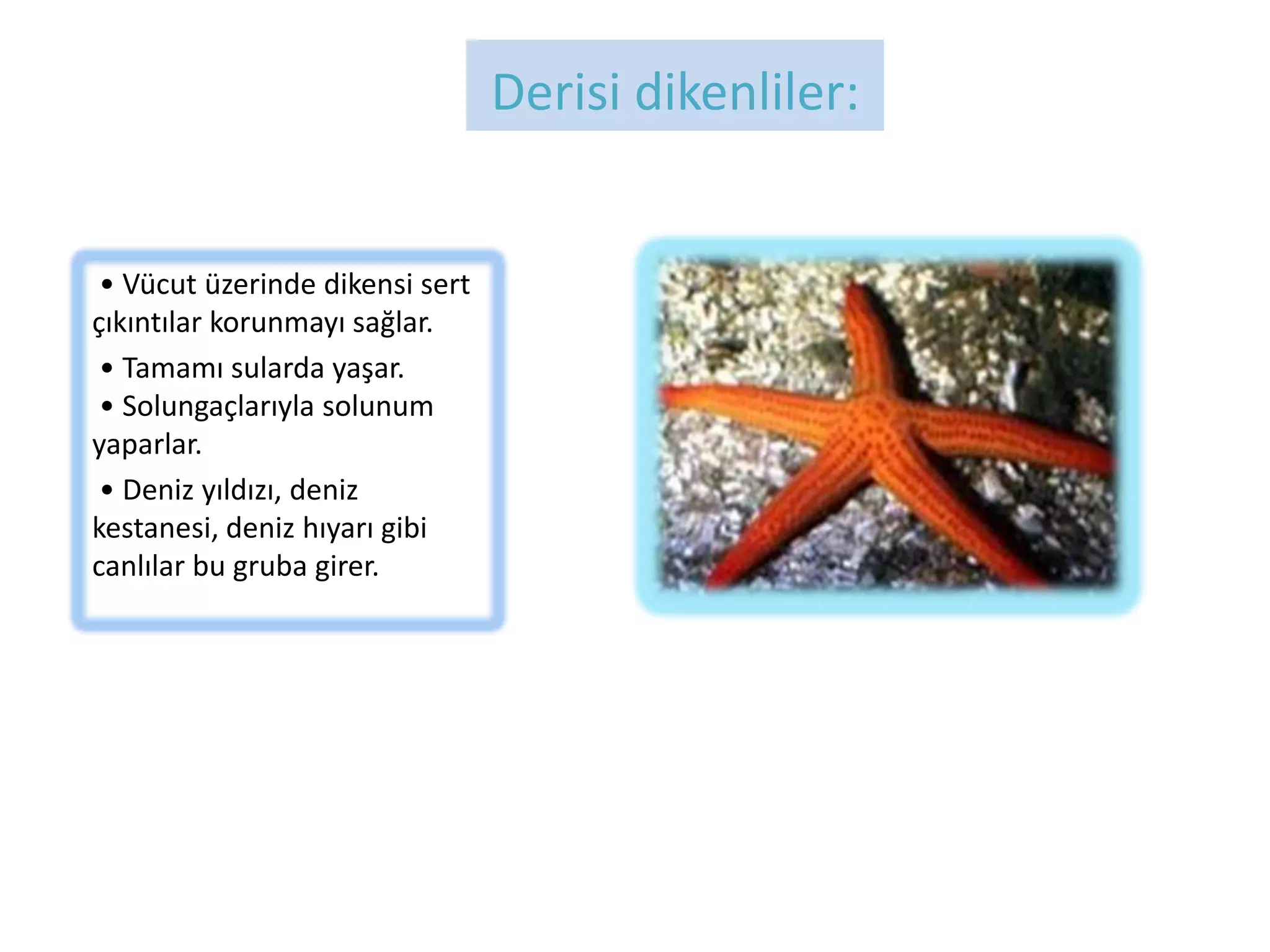 Derisi dikenliler:


 • Vücut üzerinde dikensi sert
çıkıntılar korunmayı sağlar.
 • Tamamı sularda yaşar.
 • Solungaçlarıyla solunum
yaparlar.
 • Deniz yıldızı, deniz
kestanesi, deniz hıyarı gibi
canlılar bu gruba girer.
 