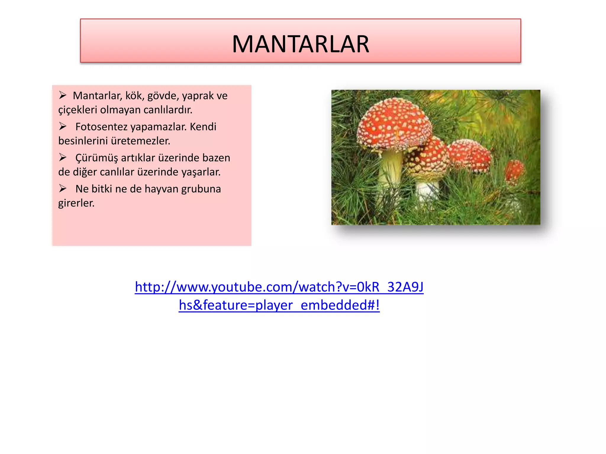 MANTARLAR
 Mantarlar, kök, gövde, yaprak ve
çiçekleri olmayan canlılardır.
 Fotosentez yapamazlar. Kendi
besinlerini üretemezler.
 Çürümüş artıklar üzerinde bazen
de diğer canlılar üzerinde yaşarlar.
 Ne bitki ne de hayvan grubuna
girerler.




                http://www.youtube.com/watch?v=0kR_32A9J
                       hs&feature=player_embedded#!
 