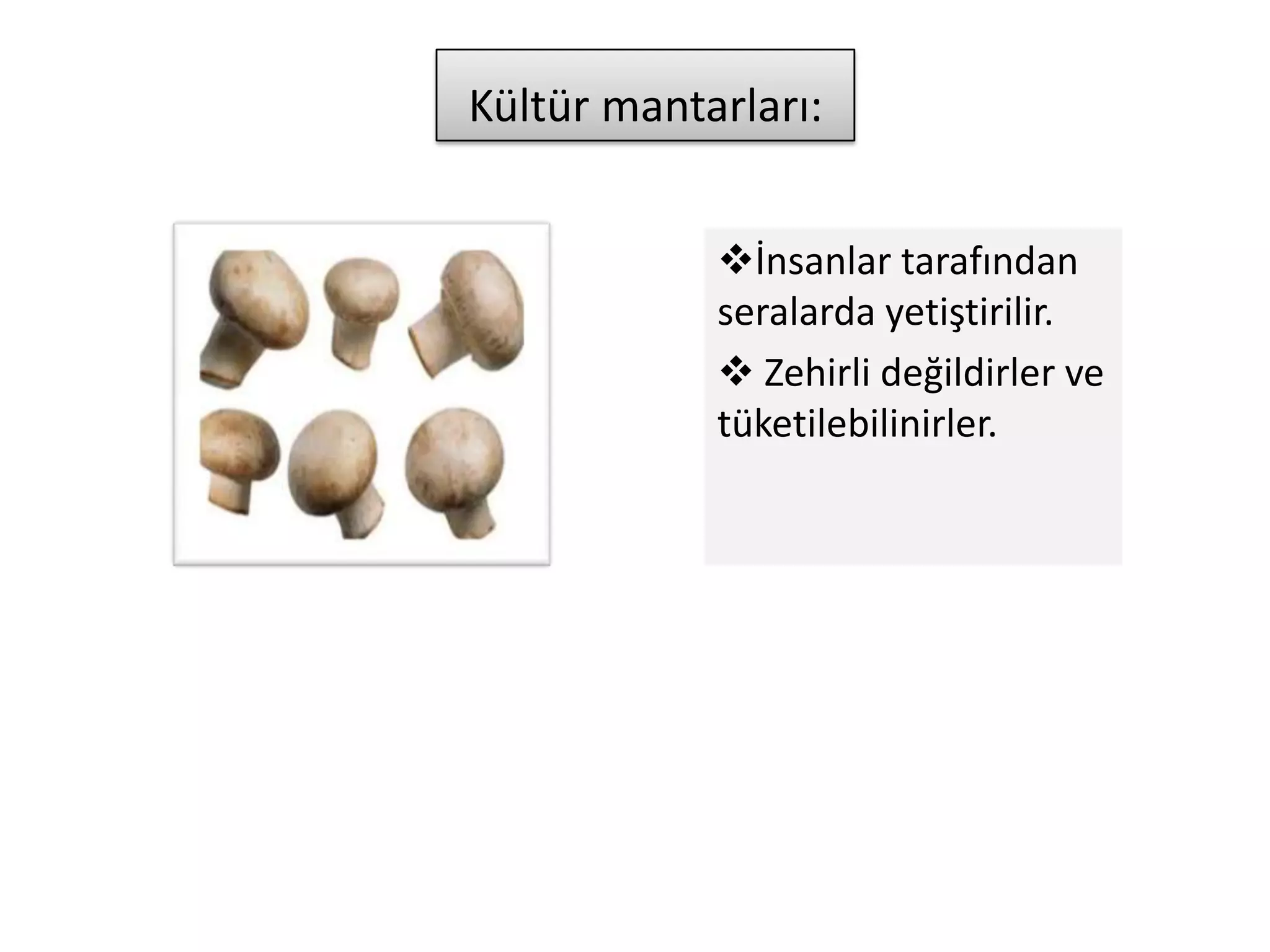 Kültür mantarları:


            İnsanlar tarafından
            seralarda yetiştirilir.
             Zehirli değildirler ve
            tüketilebilinirler.
 