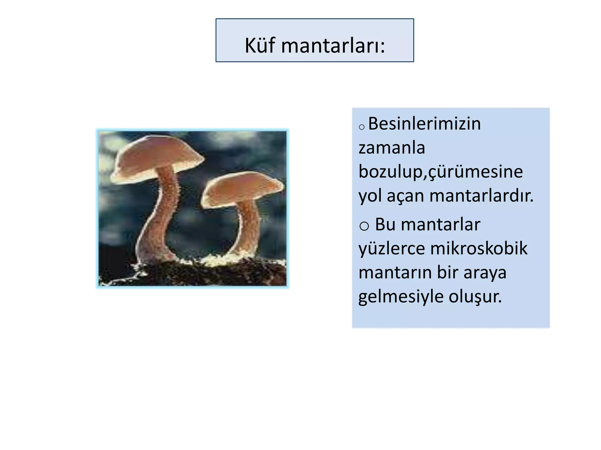 Küf mantarları:


            oBesinlerimizin
            zamanla
            bozulup,çürümesine
            yol açan mantarlardır.
            o Bu mantarlar
            yüzlerce mikroskobik
            mantarın bir araya
            gelmesiyle oluşur.
 