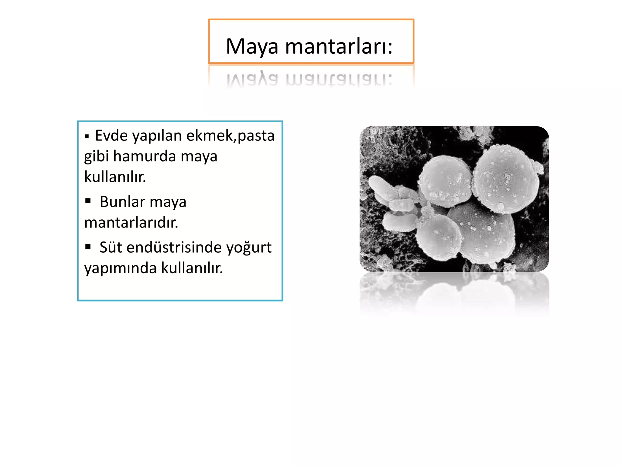 Maya mantarları:


 Evde yapılan ekmek,pasta
gibi hamurda maya
kullanılır.
 Bunlar maya
mantarlarıdır.
 Süt endüstrisinde yoğurt
yapımında kullanılır.
 