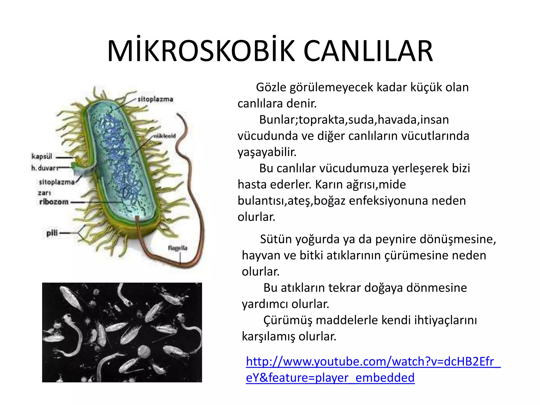 MİKROSKOBİK CANLILAR
           Gözle görülemeyecek kadar küçük olan
        canlılara denir.
            Bunlar;toprakta,suda,havada,insan
        vücudunda ve diğer canlıların vücutlarında
        yaşayabilir.
            Bu canlılar vücudumuza yerleşerek bizi
        hasta ederler. Karın ağrısı,mide
        bulantısı,ateş,boğaz enfeksiyonuna neden
        olurlar.
           Sütün yoğurda ya da peynire dönüşmesine,
        hayvan ve bitki atıklarının çürümesine neden
        olurlar.
            Bu atıkların tekrar doğaya dönmesine
        yardımcı olurlar.
            Çürümüş maddelerle kendi ihtiyaçlarını
        karşılamış olurlar.
         http://www.youtube.com/watch?v=dcHB2Efr_
         eY&feature=player_embedded
 