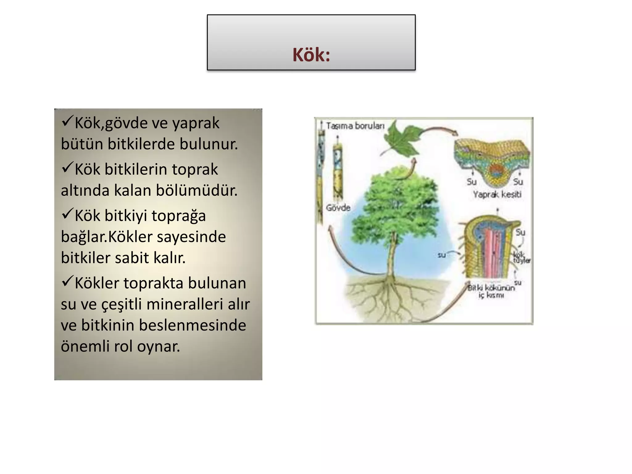Kök:


Kök,gövde ve yaprak
bütün bitkilerde bulunur.
Kök bitkilerin toprak
altında kalan bölümüdür.
Kök bitkiyi toprağa
bağlar.Kökler sayesinde
bitkiler sabit kalır.
Kökler toprakta bulunan
su ve çeşitli mineralleri alır
ve bitkinin beslenmesinde
önemli rol oynar.
 