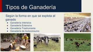 Tipos de Ganadería
Según la forma en que se explota el
ganado
● Ganadería Intensiva
● Ganadería Extensiva
● Ganadería Trashumante
● Ganadería de Autoconsumo
 
