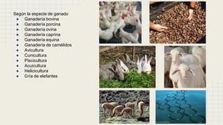 Según la especie de ganado
● Ganadería bovina
● Ganadería porcina
● Ganadería ovina
● Ganadería caprina
● Ganadería equina
● Ganadería de camélidos
● Avicultura
● Cunicultura
● Piscicultura
● Acuicultura
● Helicicultura
● Cría de elefantes
 