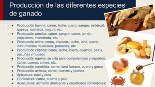 Producción de las diferentes especies
de ganado
● Producción bovina: carne, leche, cuero, sangre, estiércol,
quesos, manteca, yogurt, etc.
● Producción porcina: carne, sangre, cuero, jamón,
embutidos, insecticida, etc.
● Producción ovina: carne, vísceras, leche, lana, cuero,
instrumentos musicales, pomadas, etc.
● Producción caprina: carne, leche, cuero, cuernos, pelos,
pezuñas y huesos
● Producción equina: se cría para competencias y deportes,
carne, cueros, crines, etc.
● Producción camélida: carne, lana huesos, cuero y grasa
● Producción avícola: carne, huevos y plumas
● Apicultura: miel y cera
● Cunicultura: carne, cueros y pelo
● Acuicultura: alimento (moluscos y crustáceos comestibles)
 