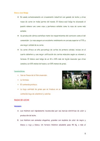 5
Blanco Azul Belga
★ Es usado extensivamente en cruzamiento industrial con ganado de leche y otras razas
de carne en todas partes del mundo. El blanco-azul belga ha alcanzado el puesto
número uno como raza y pertenece estable como la raza de carne más estable.
★ Su producción cárnica satisface tanto los requerimientos del carnicero como el del
consumidor. La raza asegura un excelente rendimiento en carcasa superior al 71% y una
mejor calidad de su carne.
★ Su carne ofrece un alto porcentaje de cortes de primera calidad, incluso en el cuarto
delantero y una mejor calificación de ciertos músculos según su volumen y terneza. El
blanco azul belga da un 18 a 20% más de tejido muscular que otras canales y un 10%
menos de hueso y un 30% menos de grasa.
Características:
➔ Son su fineza de la fibra muscular.
➔ La terneza.
➔ El contenido proteico.
➔ La baja cantidad de grasa que se traduce en un contenido
bajo de colesterol y calorías.
RAZAS DE LECHE
Holstein
A. Los Holstein son rápidamente reconocidos por sus marcas distintivas de color y
producción de leche.
B. Los Holstein son animales elegantes, grandes con modelos de color de negro y blanco o
rojo y blanco. Un ternero Holstein saludable pesa 40 Kg. o más al nacimiento. Una vaca
madura llega a pesar unos 675 Kg. Con una altura a la cruz de unos 150 cm.
 