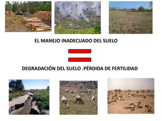 EL MANEJO INADECUADO DEL SUELO
DEGRADACIÓN DEL SUELO .PÉRDIDA DE FERTILIDAD
 