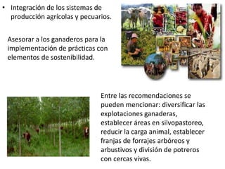 • Integración de los sistemas de
producción agrícolas y pecuarios.
Asesorar a los ganaderos para la
implementación de prácticas con
elementos de sostenibilidad.
Entre las recomendaciones se
pueden mencionar: diversificar las
explotaciones ganaderas,
establecer áreas en silvopastoreo,
reducir la carga animal, establecer
franjas de forrajes arbóreos y
arbustivos y división de potreros
con cercas vivas.
 