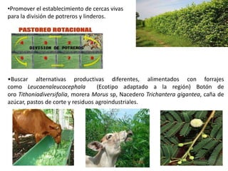 •Promover el establecimiento de cercas vivas
para la división de potreros y linderos.
•Buscar alternativas productivas diferentes, alimentados con forrajes
como Leucaenaleucocephala (Ecotipo adaptado a la región) Botón de
oro Tithoniadiversifolia, morera Morus sp, Nacedero Trichantera gigantea, caña de
azúcar, pastos de corte y residuos agroindustriales.
 