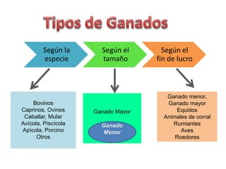 Según la
especie
Según el
tamaño
Según el
fin de lucro
Bovinos
Caprinos, Ovinos
Caballar, Mular
Avícola, Piscícola
Apícola, Porcino
Otros
Ganado Mayor
Ganado menor.
Ganado mayor
Equidos
Animales de corral
Rumiantes
Aves
Roedores
Ganado
Menor
 