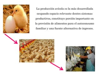 La producción avícola es la más desarrollada
ocupando espacio relevante dentro sistemas
productivos, constituye porción importante en
la provisión de alimentos para el autoconsumo
familiar y una fuente alternativa de ingresos.
 