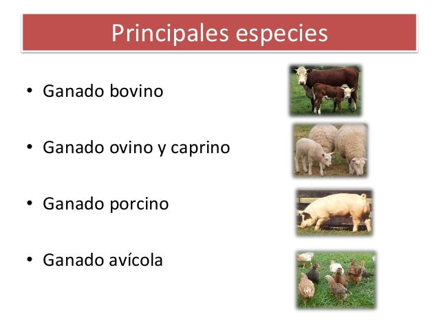 Resultado de imagen de ovino bovino y porcino