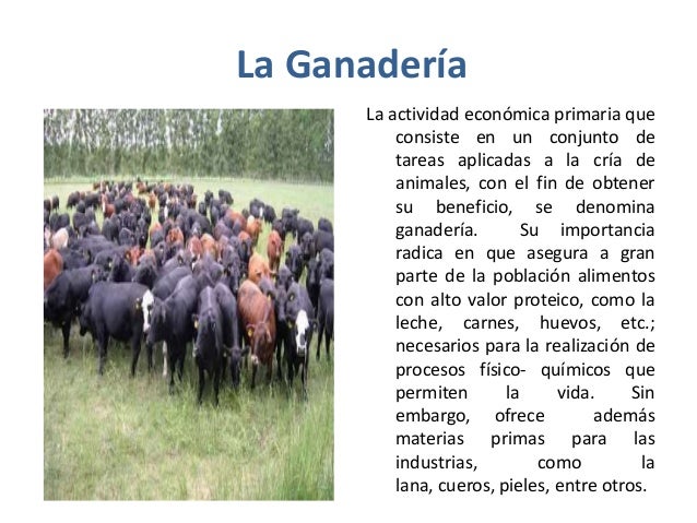 Resultado de imagen de LA AGRICULTURA Y LA GANADERÃA PRIMARIA