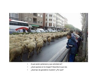 • A qué sector pertenece y que actividad es?
• ¿Qué aparece en la imagen? Describe lo que ves.
• ¿Qué tipo de ganadería muestra? ¿Por qué?
 