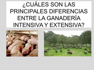 ¿CUÁLES SON LAS
PRINCIPALES DIFERENCIAS
ENTRE LA GANADERÍA
INTENSIVA Y EXTENSIVA?
 