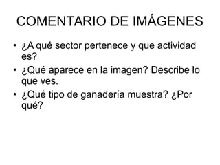 COMENTARIO DE IMÁGENES
• ¿A qué sector pertenece y que actividad
es?
• ¿Qué aparece en la imagen? Describe lo
que ves.
• ¿Qué tipo de ganadería muestra? ¿Por
qué?
 