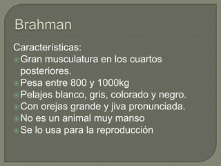 Características:
 Gran musculatura en los cuartos
  posteriores.
 Pesa entre 800 y 1000kg
 Pelajes blanco, gris, colorado y negro.
 Con orejas grande y jiva pronunciada.
 No es un animal muy manso
 Se lo usa para la reproducción
 