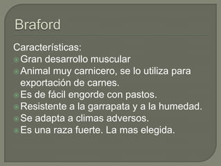 Características:
 Gran desarrollo muscular
 Animal muy carnicero, se lo utiliza para
  exportación de carnes.
 Es de fácil engorde con pastos.
 Resistente a la garrapata y a la humedad.
 Se adapta a climas adversos.
 Es una raza fuerte. La mas elegida.
 