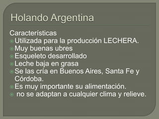 Características
 Utilizada para la producción LECHERA.
 Muy buenas ubres
 Esqueleto desarrollado
 Leche baja en grasa
 Se las cría en Buenos Aires, Santa Fe y
  Córdoba.
 Es muy importante su alimentación.
 no se adaptan a cualquier clima y relieve.
 