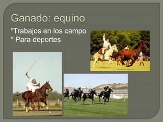 *Trabajos en los campo
* Para deportes
 