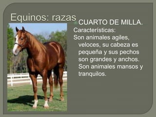  CUARTO   DE MILLA.
Características:
Son animales agiles,
 veloces, su cabeza es
 pequeña y sus pechos
 son grandes y anchos.
 Son animales mansos y
 tranquilos.
 