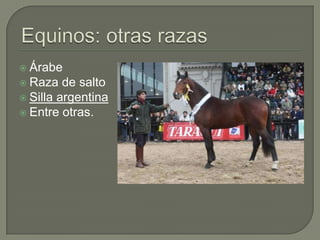  Árabe
 Raza   de salto
 Silla argentina
 Entre otras.
 
