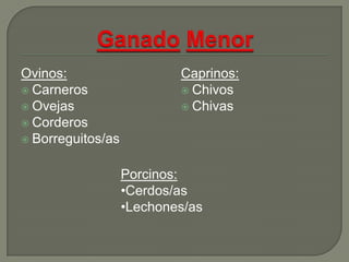 Ovinos:                    Caprinos:
 Carneros                  Chivos
 Ovejas                    Chivas
 Corderos
 Borreguitos/as


                   Porcinos:
                   •Cerdos/as
                   •Lechones/as
 