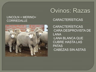 LINCOLN + MERINO=
CORRIEDALLE         CARACTERÍSTICAS

                    CARACTERÍSTICAS
                    •CARA DESPROVISTA DE
                    LANA
                    •LANA BLANCA QUE
                    CUBRE HASTA LAS
                    PATAS
                    •CABEZAS SIN ASTAS
 