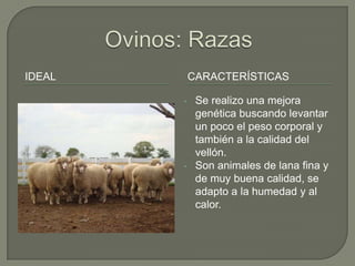 IDEAL       CARACTERÍSTICAS

        •    Se realizo una mejora
             genética buscando levantar
             un poco el peso corporal y
             también a la calidad del
             vellón.
        •    Son animales de lana fina y
             de muy buena calidad, se
             adapto a la humedad y al
             calor.
 
