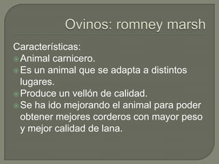 Características:
 Animal carnicero.
 Es un animal que se adapta a distintos
  lugares.
 Produce un vellón de calidad.
 Se ha ido mejorando el animal para poder
  obtener mejores corderos con mayor peso
  y mejor calidad de lana.
 